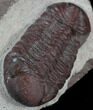 Red Barrandeops Trilobite - Hmar Laghdad, Morocco #39844-5